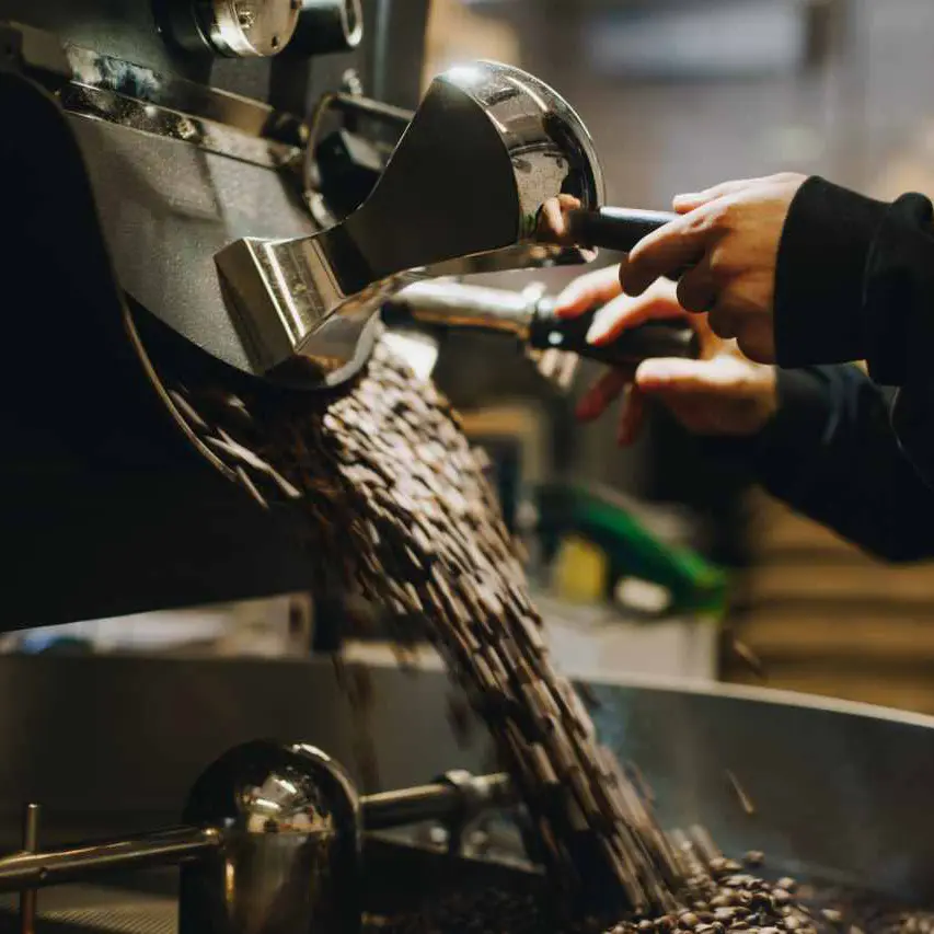 specialty coffee roastery square pouring out hot freshly roasted coffee beans from roasting drum to cooling hull of industrial roastery machine