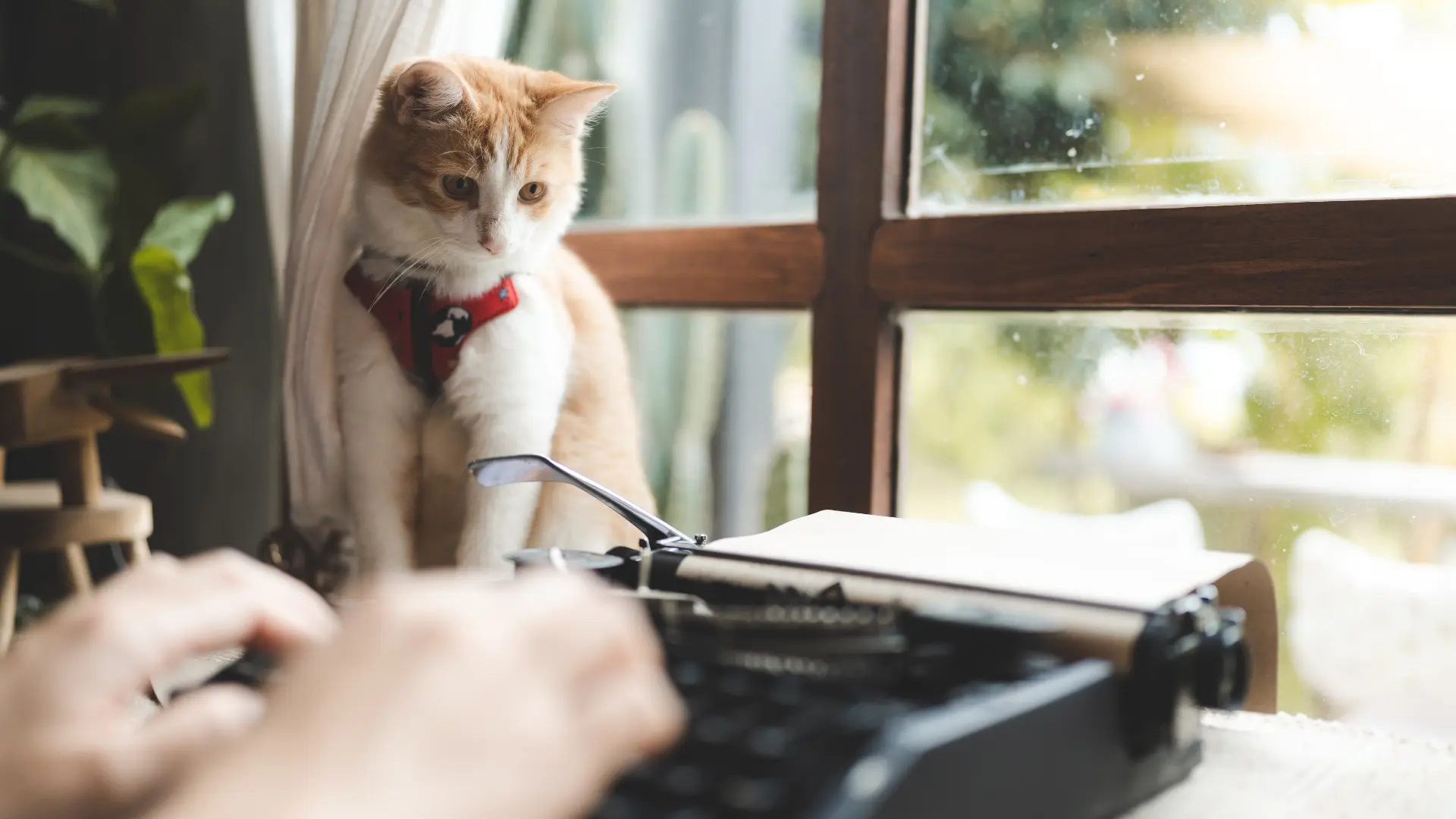 Curious cat in a red harness sitting by a window, watching someone type on a typewriter, symbolizing the human side of journalism work