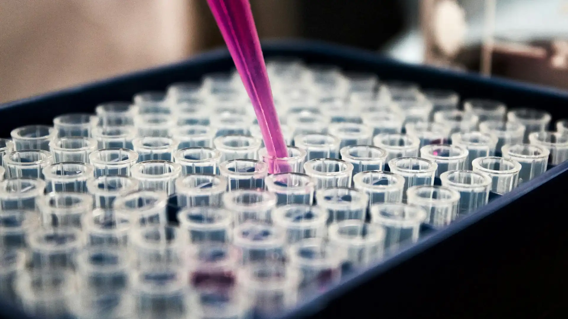 Close-up of a laboratory pipette dispensing pink liquid into multiple clear test tubes, representing scientific research and analysis