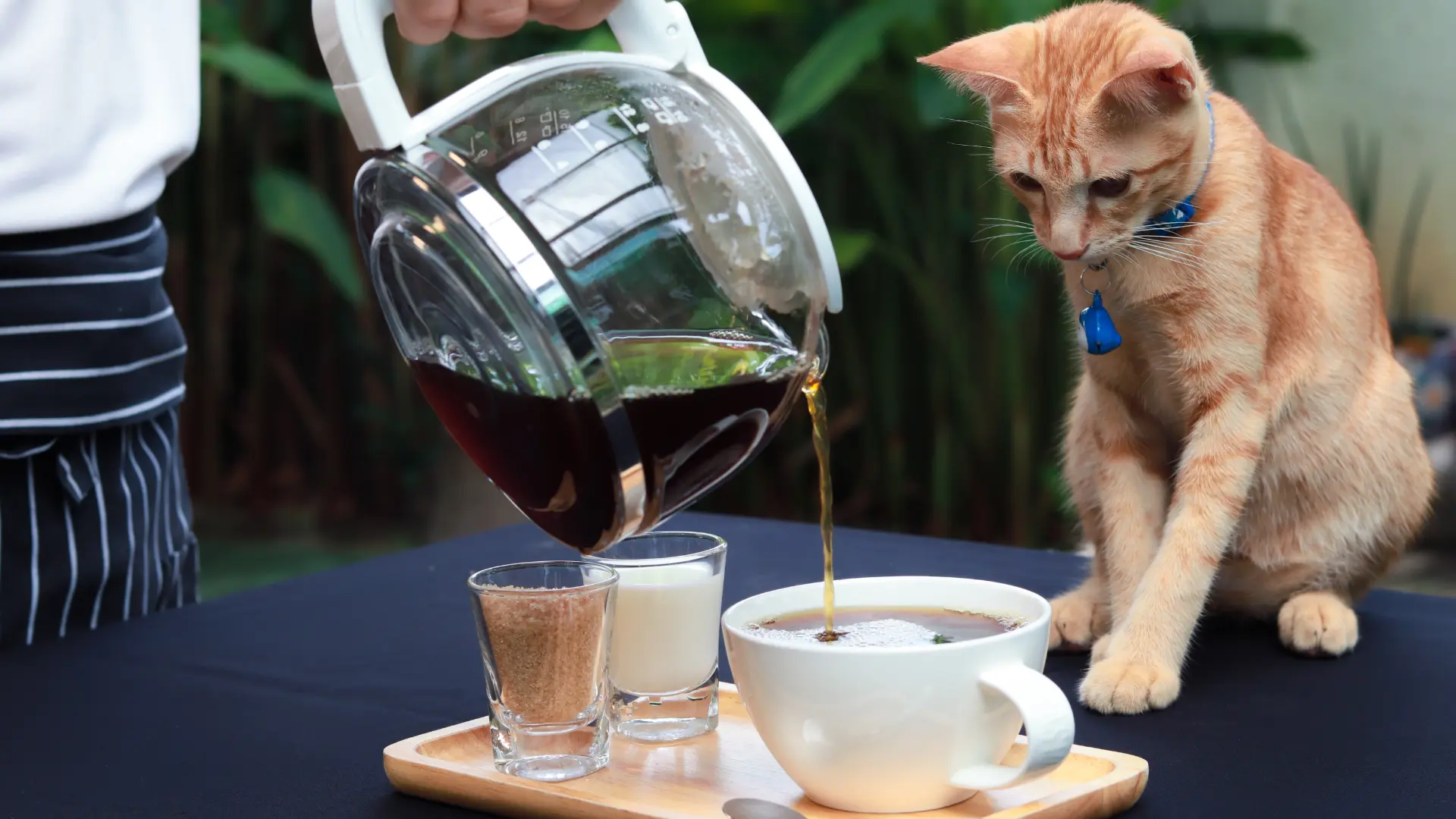 Pouring fresh filter coffee from a glass carafe into a white cup next to milk and brown sugar, with an orange tabby cat watching, representing the global divergence in daily coffee brewing habits.